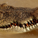 Legislador australiano culpa a la "estupidez humana" por ataque de cocodrilo