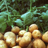 ¿Por qué decimos «patata» cuando deberíamos decir «papa»?