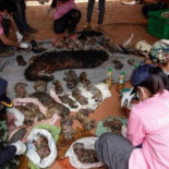 Hallan 40 cachorros de tigre muertos en popular templo budista en Tailandia