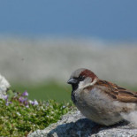Gorriones machos aportan menos comida a sus crías si su hembra es infiel [eng]
