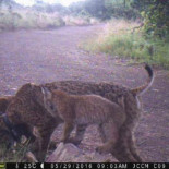 Nace una nueva camada de lince ibérico en la región, hay fotos