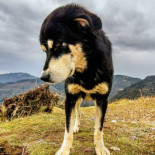 Estudio genético sugiere que los perros se domesticaron dos veces