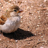 Cosas que nunca debes hacer si encuentras un pollito abandonado