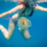 El pez que vive dentro de una medusa