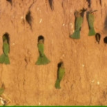 Se estima en 150 los nidos de abejaruco destruidos en Doñana tras el paso de hermandades