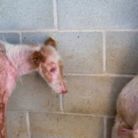 Terrible maltrato a dos podencas enfermas arrojadas desde una furgoneta