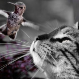 Los gatos entienden el principio de causa y efecto