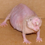 Un bicho raro
