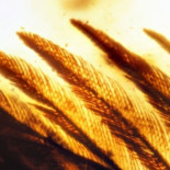 Encuentran alas de aves de la era de los dinosaurios atrapadas en ámbar (ENG)
