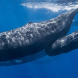 La ciencia revela el arma secreta del cachalote