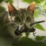 Los dueños de mascotas no aceptan que sus gatos estan acabando con la vida silvestre