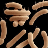 Descubren por primera vez que las bacterias intestinales manipulan el cerebro humano