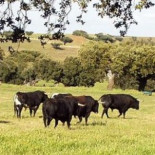 ¿Sabías que cuando un torero muere durante una corrida es sacrificada la madre y familia del toro?