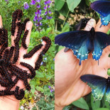 Cómo un hombre repobló una rara especie de mariposa en su patio trasero (ING)