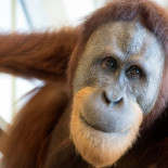 Rocky, el orangután que está dejando atónitos a los expertos al pronunciar las vocales como los humanos
