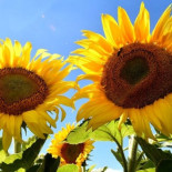 ¿Por qué los girasoles siguen al Sol y de un momento a otro dejan de hacerlo?