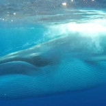 Una ballena engullendo un banco de peces en El Hierro (vídeo)
