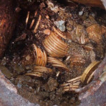 Un rayo destruye un roble centenario y en sus raíces aparece una tinaja con dos mil monedas de oro (eng)