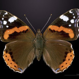 Si quieres ver mariposas, planta ortigas