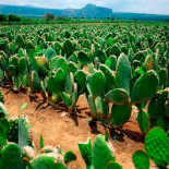 Con 0.4 gr de mucílago de nopal, investigadores logran purificar agua residual