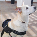 Niegan el acceso al Metro de Madrid a un hombre con diabetes y su perro de asistencia