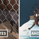 Hemos adoptado un perro de un refugio animal (Experiencia personal)
