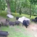 El abandono del cerdo vietnamita ha dado lugar a una nueva especie, el cerdolí