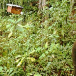 ¿Cuántas abejas hacen falta para mantener a raya a un elefante?
