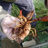 La UE publica el primer catálogo europeo de especies invasoras