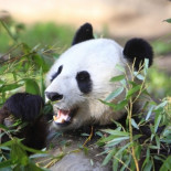Mientras salvamos al oso panda porque es mono, dejamos extinguirse a los animales feos