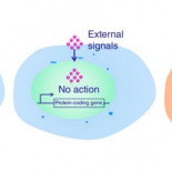 Usan la técnica CRISPR para frenar tumores