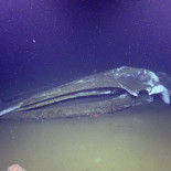 ¿Qué hay después de la muerte de una ballena?