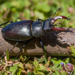 La icónica vacaloura esta en peligro (gal)