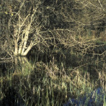 Empresa pública tala uno de los pocos bosques inundables de Galicia (Gal)