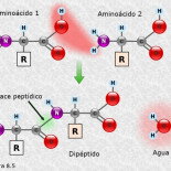 La verdad sobre el colágeno (y no hay colágeno vegetal)