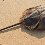 El extraño cangrejo que sobrevivió a 5 extinciones masivas está muriendo y no sabemos por qué