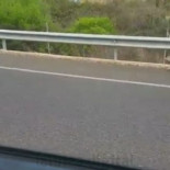 Cádiz: Abandonan en el Higuerón a un perro que corre hasta la A-7 persiguiendo a sus dueños