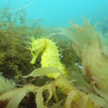 Buceando de noche entre caballitos de mar [gal]