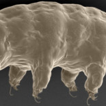 Identifican el gen que hace a los tardígrados invulnerables
