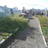 Huertos urbanos en azoteas