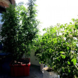 Mitos sobre la alegalidad del cannabis en España