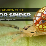 Araña Espejo ajustando sus placas plateadas (ING)