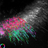 Nuevo microscopio muestra el movimiento de moléculas individuales en células vivas (ING)