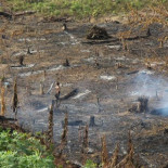 El gran negocio detrás del aceite de palma