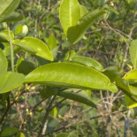 Investigadores plantean elaborar chocolate con hoja de coca en vez de azúcar