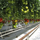 Cultivando tomates en el desierto gracias a la energía solar