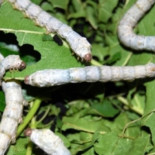 Gusanos producen seda reforzada después de comer nanotubos de carbono y grafeno [ENG]