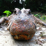 Cocodrilos enanos se vuelven naranjas al hacerse trogloditas