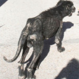 Diligencias previas contra José Luis Moreno por un presunto delito de maltrato animal