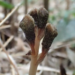 Descubren una planta extraña que no florece ni hace la fotosíntesis